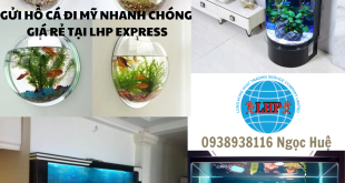 Gửi hồ cá đi Mỹ